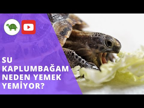 Video: Kaplumbağa Neden Yemek Yemiyor