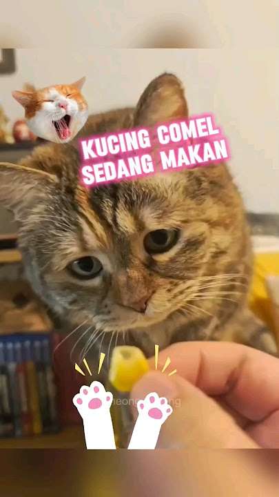 Kucing lucu meong-meong | dola dola dola #shorts #cats #cutecat #gatos #pets #animals #catvideos