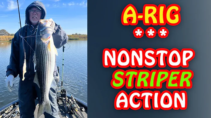 How To Target A-Rig Stripers - (EASY LIMITS in the...