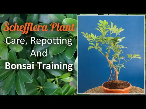 How to Make Schefflera Bonsai, Tips And Care, Repotting of Schefflera Plant In Hindi.