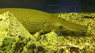 Aquarium fish by Fantastic variety of nature 640 views 1 month ago 1 minute, 5 seconds