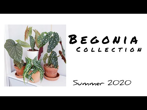 Video: Innendørs Blomster Med Røde Blader (33 Bilder): Rødbladet Begonia Og Andre Innendørs Planter Med Lyse Røde Og Rødgrønne Blader