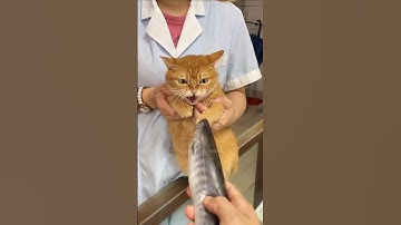 #97 Funny Cat videos 🐱🐱 #meowing #memes #cute