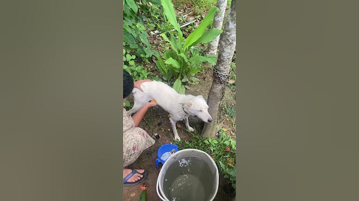 എന്നെ കുളിപ്പിച്ചാൽ ഞാൻ ഒറ്റക്കാലിൽ തപസ്സ് ചെയ്യും 👿🐶🐕# shorts#