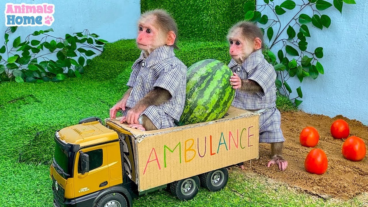 BiBi duck Monkey Baby Kittens Puppy Goes Koi Cat And swims Rabbits Animals Eats Egg Muckbang Asmr