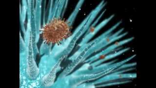 Man Made Viruses As Bionanotechnology how This New Virus Works