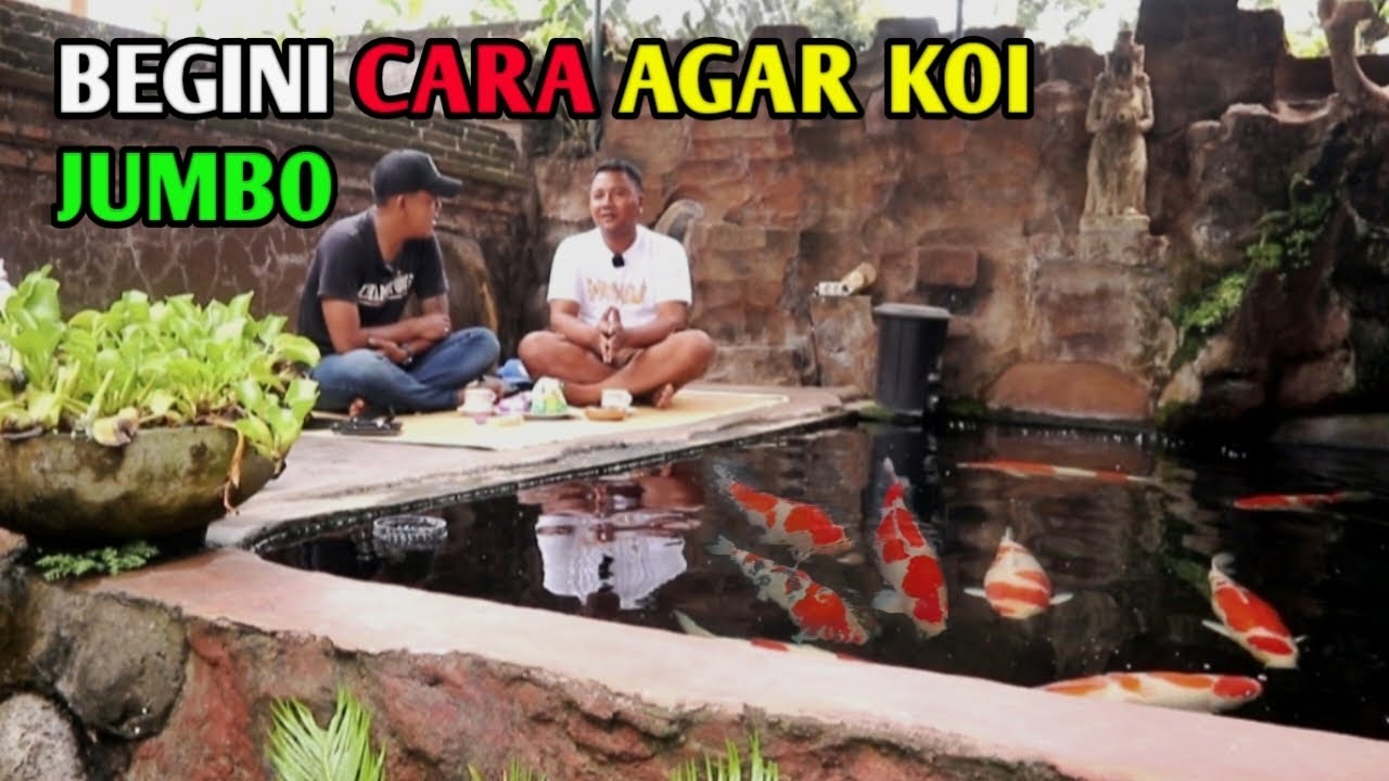 begini-caranya-agar-koi-jumbo-air-kolam-tetep-jernih-fersi-om-ariyoga