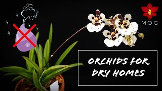 Easy Orchids for dry homes! No humidity trays, or humidifiers needed! | Orchid Care for Beginners