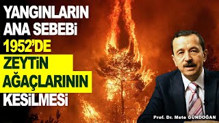 Çanakkaleden Hataya Kadar Olan Zeyti̇n Ağaçlarini Kesi̇p Yeri̇ne Çam Ağaci Di̇kti̇k