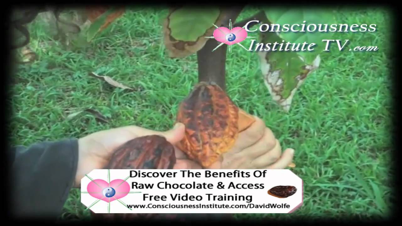 David Wolfe - Raw Chocolate Cocoa Nibs - The Secret Elixir Of Life