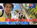 生まれたオーストラリアに帰ったら逆カルチャーショックの連続でした。