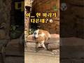 다 고양이인 줄 알았는데 I thought they were all cats #고양이 #강아지 #귀여운동물 #shorts