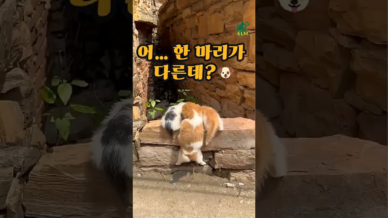 다 고양이인 줄 알았는데 I thought they were all cats #고양이 #강아지 #귀여운동물 #shorts