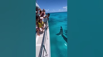 The Boat Started Shaking and Everyone Screamed... 😱 #shark