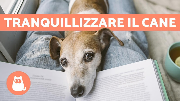 Come TRANQUILLIZZARE il CANE? ✅ 5 consigli facili ed efficaci