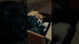 Why do people abandon puppies? It’s heartbreaking💔#dog #shortvideo