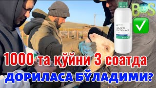 видео: “3 соатда 1000 та қўй дорилаш сирлари нимада?”#рекомендация #чорвачилик #ферма #куйлик #узбекистан # картинка: “3 соатда 1000 та қўй дорилаш сирлари нимада?”#рекомендация #чорвачилик #ферма #куйлик #узбекистан #