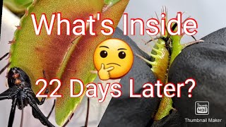What's inside the Venus fly trap 22 days later Carnivorous plant stomach!!