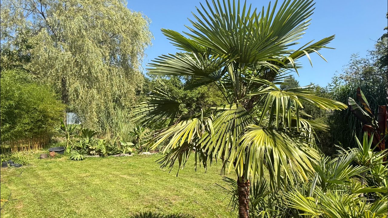 Palmy w Polsce 2025🌴(17.08.25)