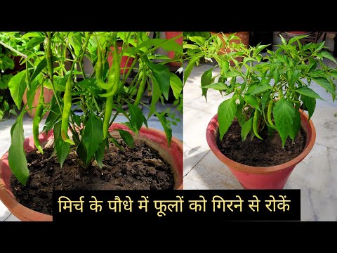 वीडियो: मिर्च का गिरना: मिर्च पौधे से क्यों गिरती है