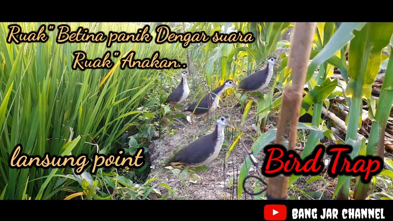 Ruak" Betina sangat panik mendengar suara burung anakan..itulah insting ke'Ibu'an..