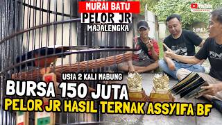 BURSA 150 JUTA 😱 MURAI BATU PELOR JR JUARA DOUBLE WINNER HASIL KANDANG ASSYIFA BF MAJALENGKA 🔥#EPS01