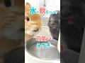 ただ水飲んでいるだけなのに可愛いさが爆発するウサギ。 #rabbit #うさぎ #bunny #うさぎのいる暮らし #cuteanimals