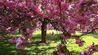 САМЫЙ ЛУЧШИЙ ПАРК ВОЗЛЕ ПАРИЖА | PARC DE SCEAUX