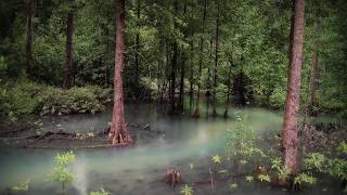 Indonesian Mangrove Forest Soundscape (2 hours)