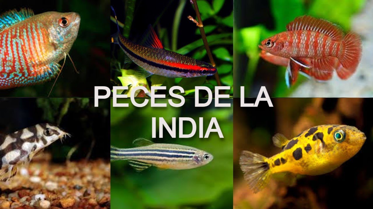Los mejores peces de la INDIA