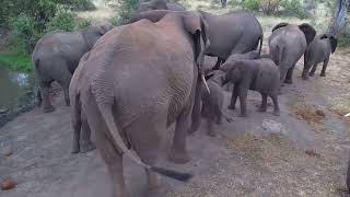 Elephant Breeding Herd | Ranger Insights by Explore Africa 946 views 1 year ago 1 minute, 58 seconds