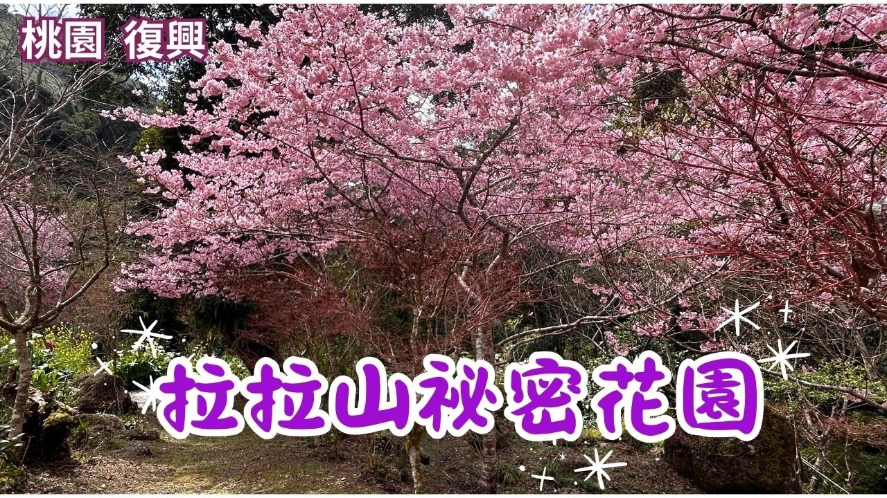 2026 -3  桃園 復興 拉拉山祕密花園  🌸 櫻花盛開了 ✌️ 包場了