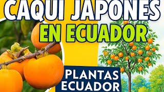 Japanese Persimmon - Caqui Japonés En Ecuador Cultívalo Con Plantas Ecuador