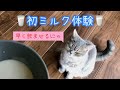 猫に初めてミルクをあげた時の反応がこちらww