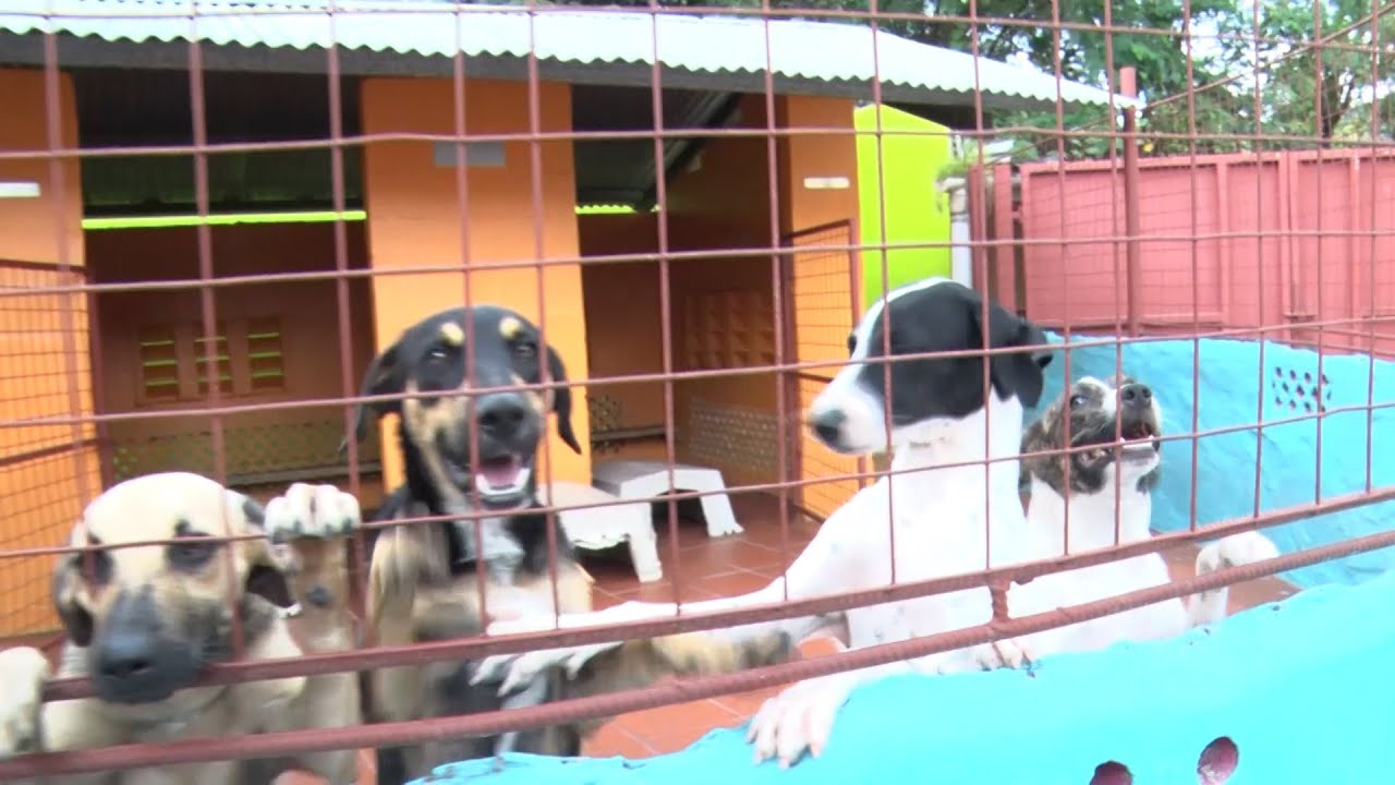 TTSPCA Calls For More Pet Adoptions