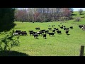 The Cows are Back