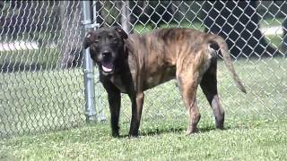 New jail program to help rehabilitate dogs, inmates