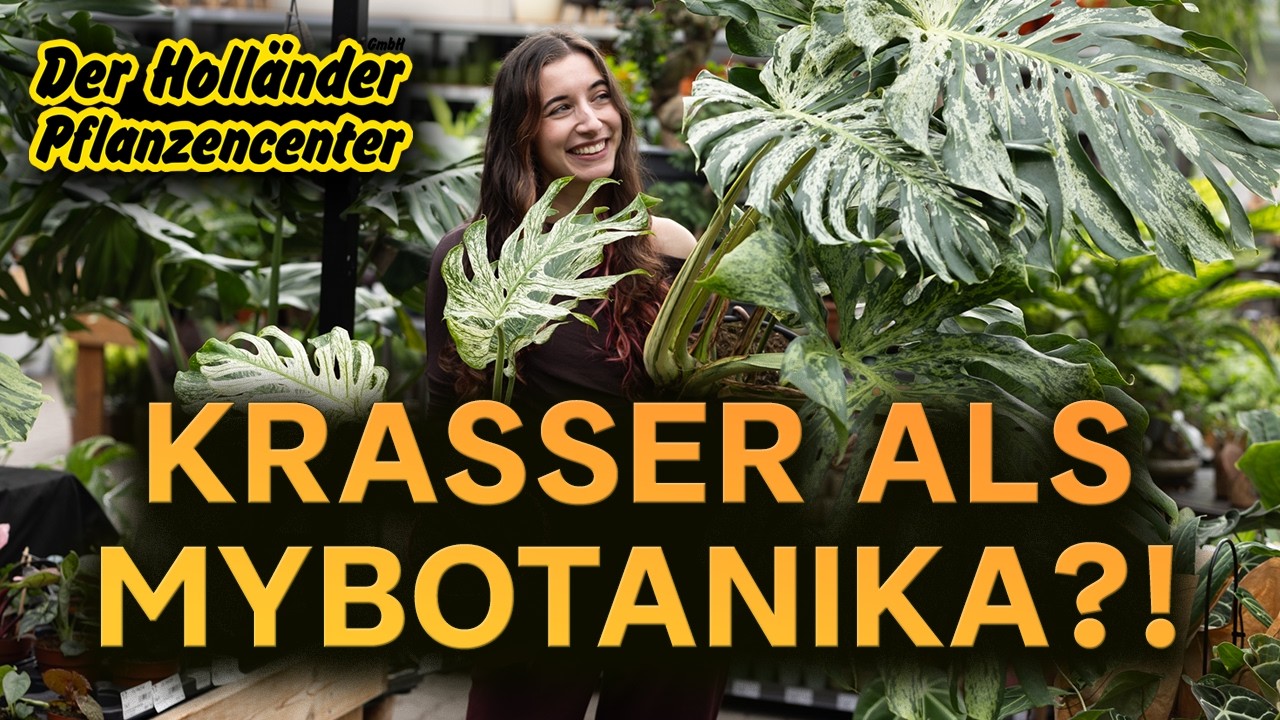 PFLANZEN SHOPPING  Krasser als die myBotanika?! Seltene Monsteras beim  Hollnder
