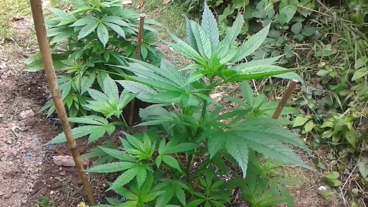 [UK] Afghani Regular Seeds OUTDOOR grow [Day 69]