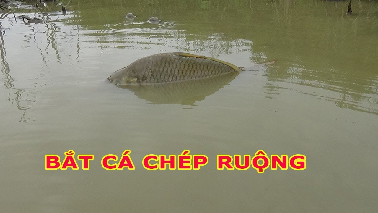 BẮT CÁ CHÉP - THÁO RUỘNG BẮT CÁ CHÉP NHUNG NHÚC - Catch fish in the ...