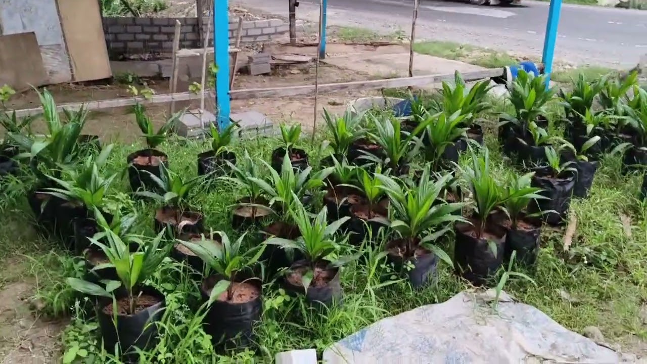 Bibit sawit setelah kena banjir