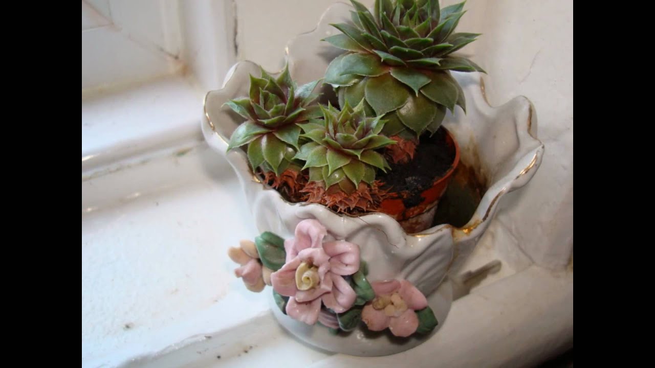 Priyasiko mana jitna.wmv