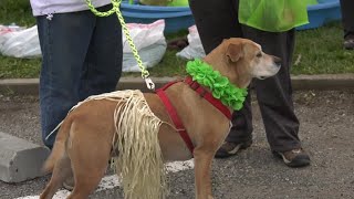 K9 9K brings out dogs, owners to race in Bozeman