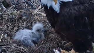 Decorah Eagles. HM feeds and tucks DH2 in for the night - explore.org 04-20-2023