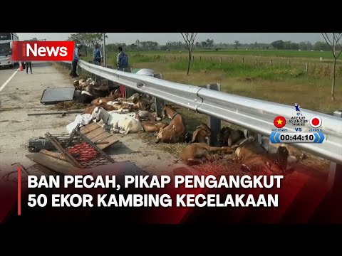 Mobil Pikap Angkut 50 Ekor Kambing Alami Kecelakaan Tunggal di Tol Ngawi