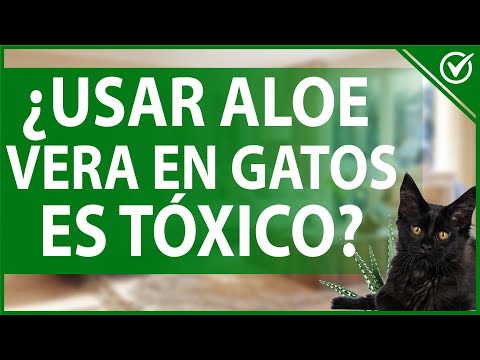 🐈 ¿El Uso de Aloe Vera en Gatos Es Tóxico o Beneficioso? - Recomendaciones 🎋🐈