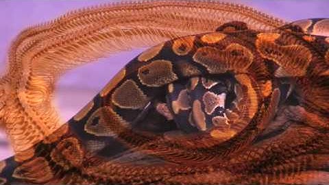 Cassiopeia Project - Facts Of Evolution Chapter 2