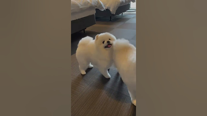 Do you like American or British style?Pomeranian, Pomeranian baby, silly puppy, cute dog