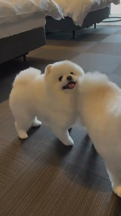 Do you like American or British style?Pomeranian, Pomeranian baby, silly puppy, cute dog