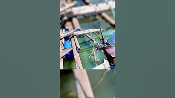 Câu Cá Tráp (Hanh) Bằng Mồi Bột - Tập 1 #seafishing #fishing #youtubeshorts #ikada #shorts